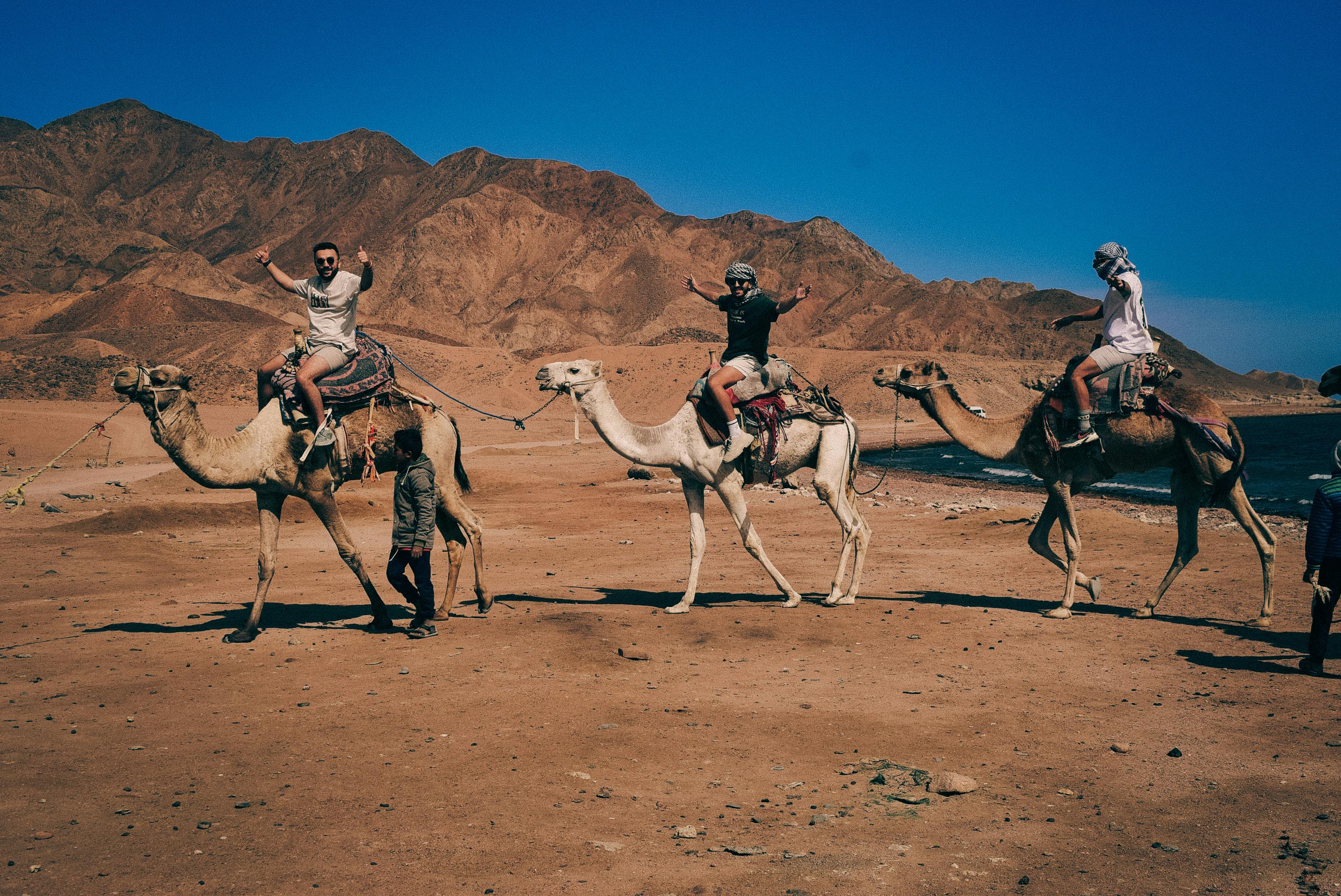 Desert Safari Adventures - Happy Tourists on Camel Riding Experience with Bedouin Guide in Egyptian Desert Mountains