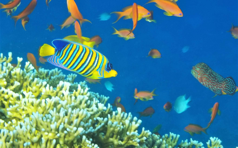 Hurghada Snorkeling Adventure - Discover the vibrant coral reefs and marine life of the Red Sea with professional snorkeling equipment and boat trip.
