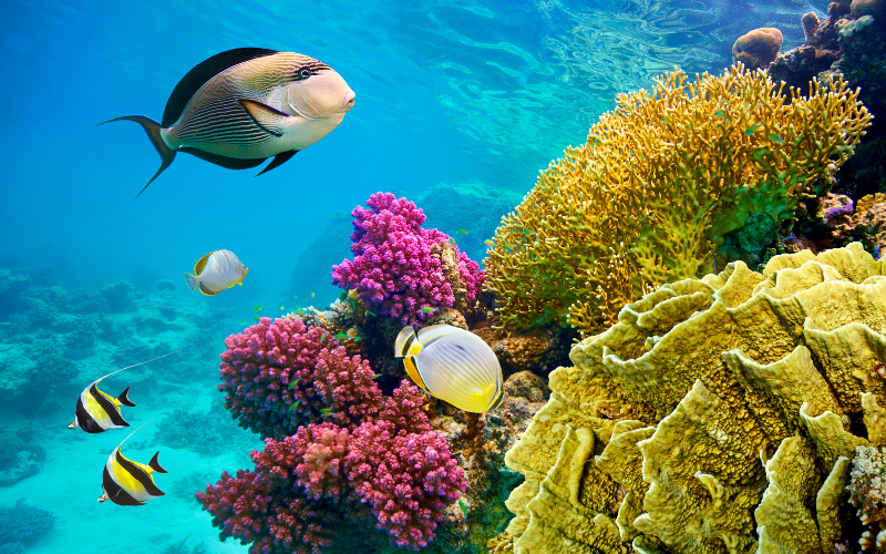 Sharm El Sheikh Diving Experience - Professional diving experience in one of the world's best diving destinations with certified instructors and equipment.